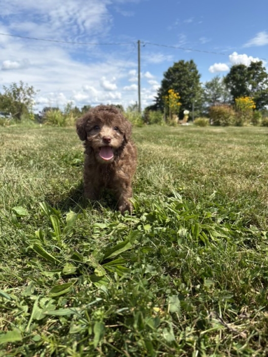 Mini-Cockapoo F1 Janice 7 (1)