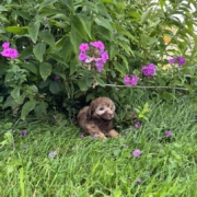 Mini-Cockapoo F1 Janice 7 (2)