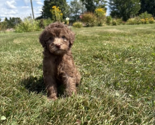 Mini-Cockapoo F1 Janice 7 (2)