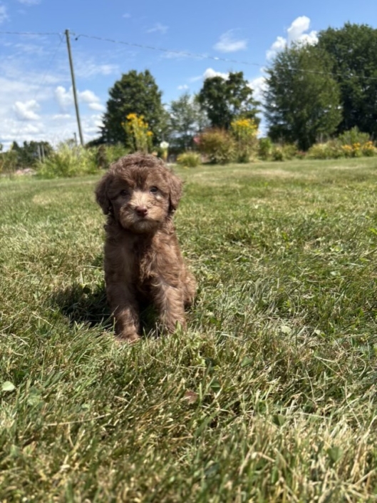 Mini-Cockapoo F1 Janice 7 (2)