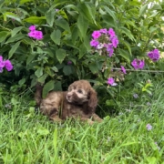 Mini-Cockapoo F1 Janice 7 (3)