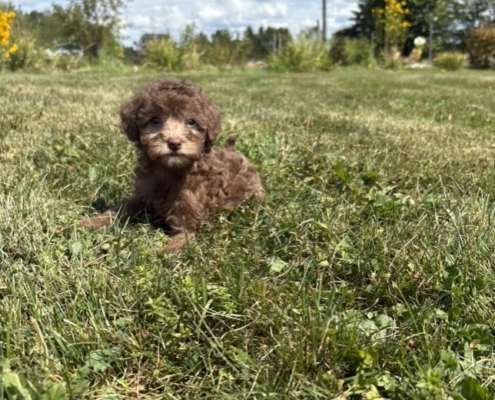 Mini-Cockapoo F1 Janice 7 (3)