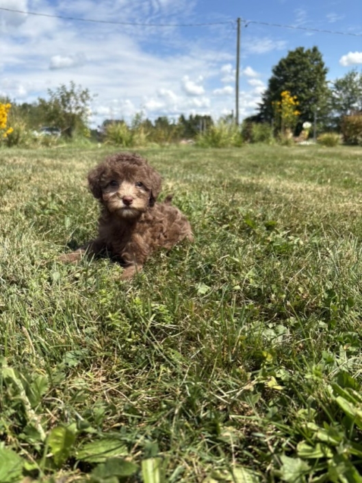 Mini-Cockapoo F1 Janice 7 (3)