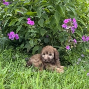 Mini-Cockapoo F1 Janice 7 (4)