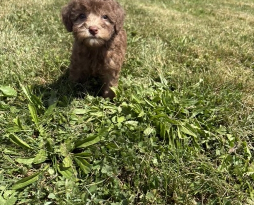 Mini-Cockapoo F1 Janice 7 (4)