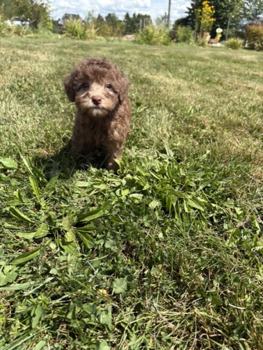 Mini-Cockapoo F1 Janice 7 (4)
