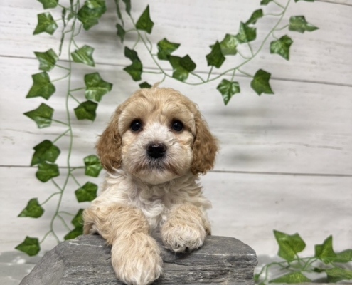 Mini-Cockapoo F1 Mercedes 7 (4)