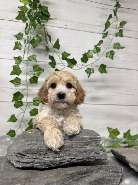 Mini-Cockapoo F1 Mercedes 7 (4)