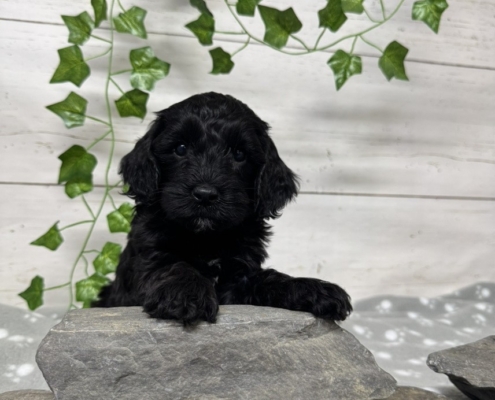 Mini Cockapoo F1 Mercedes 7 (4)