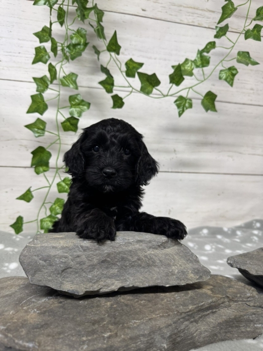 Mini Cockapoo F1 Mercedes 7 (4)