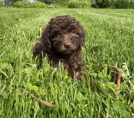 Mini-Cockapoo F1 Mimi 7 (1)