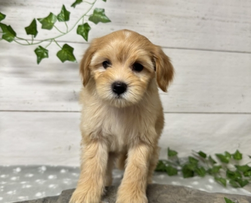 Mini-Cockapoo F1 Mimi 7 (1)