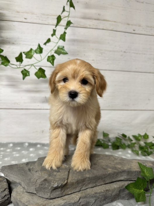 Mini-Cockapoo F1 Mimi 7 (1)