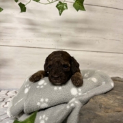 Mini-Cockapoo F2 Biscuit (1)