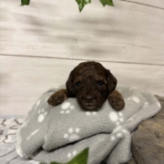 Mini-Cockapoo F2 Biscuit (2)