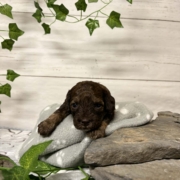 Mini-Cockapoo F2 Biscuit (3)