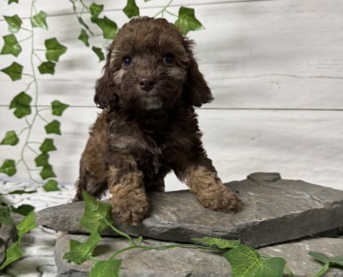 Mini-Cockapoo F2 Biscuit 7 (1)