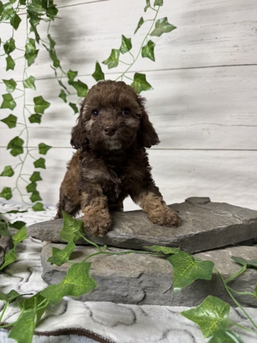 Mini-Cockapoo F2 Biscuit 7 (1)