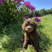 Mini-Cockapoo F2 Brownie 7 (1)