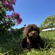 Mini-Cockapoo F2 Brownie 7 (2)
