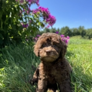 Mini-Cockapoo F2 Brownie 7 (3)