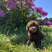 Mini-Cockapoo F2 Brownie 7 (4)
