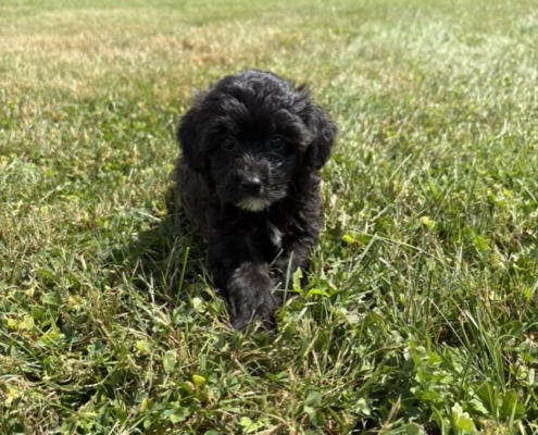 Mini-Cockapoo F2 Gazalle 7 (1)