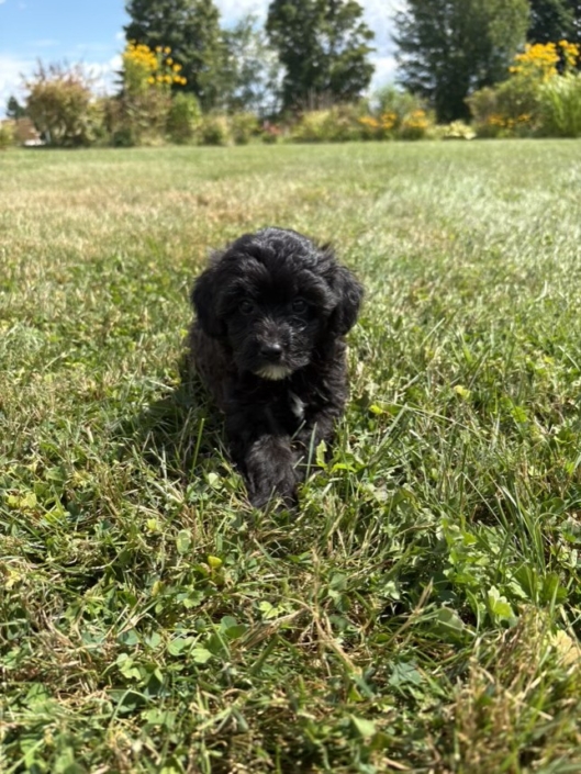 Mini-Cockapoo F2 Gazalle 7 (1)