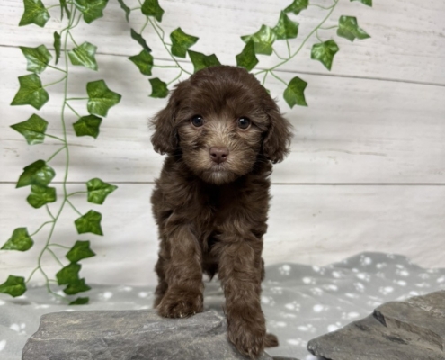 Mini Cockapoo F2 Gazalle 7 (4)