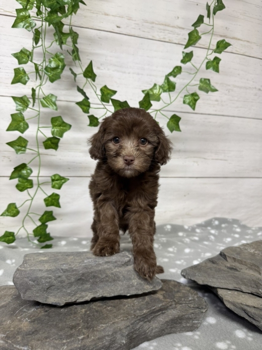 Mini Cockapoo F2 Gazalle 7 (4)