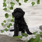 Mini-Cockapoo F2 Huguette 7 (3)