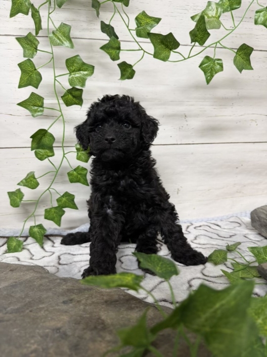 Mini-Cockapoo F2 Huguette 7 (3)