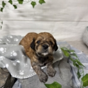 Mini-Cockapoo F2 Janice (1)
