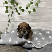 Mini-Cockapoo F2 Janice (2)