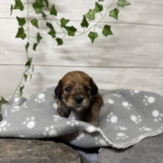 Mini-Cockapoo F2 Janice (3)