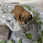 Mini-Cockapoo F2 Janice (4)