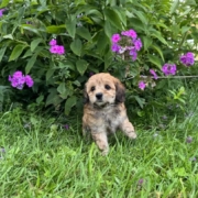 Mini-Cockapoo F2 Janice 7 (1)