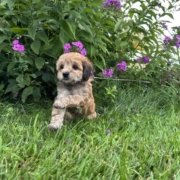 Mini-Cockapoo F2 Janice 7 (2)