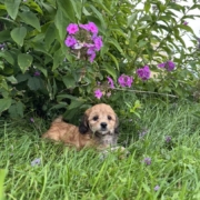 Mini-Cockapoo F2 Janice 7 (3)