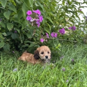 Mini-Cockapoo F2 Janice 7 (4)