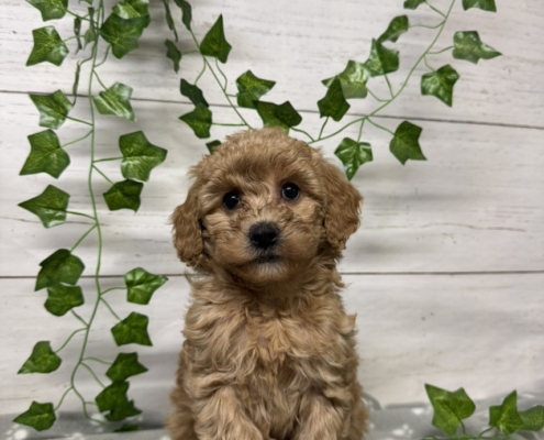 Mini-Cockapoo F2 Mercedes 7 (4)