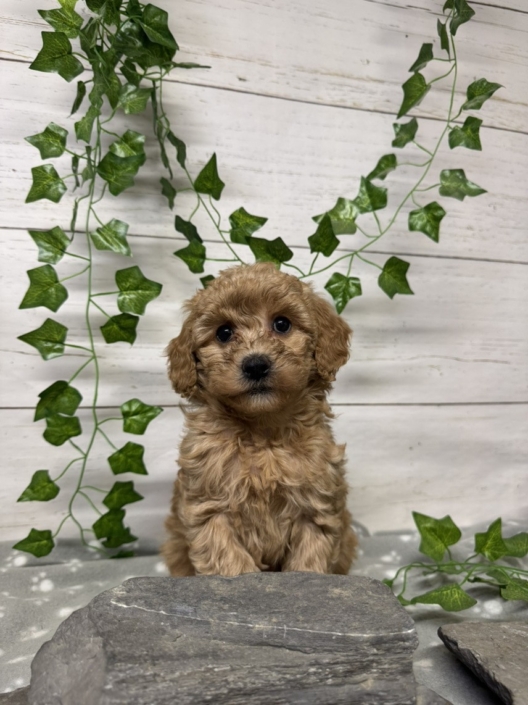 Mini-Cockapoo F2 Mercedes 7 (4)