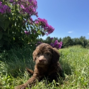 Mini-Cockapoo F3 Brownie 7 (1)