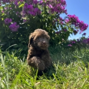 Mini-Cockapoo F3 Brownie 7 (2)