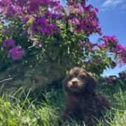 Mini-Cockapoo F3 Brownie 7 (3)