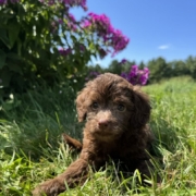 Mini-Cockapoo F3 Brownie 7 (4)