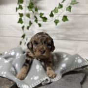 Mini-Cockapoo F3 Janice (1)