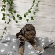 Mini-Cockapoo F3 Janice (2)