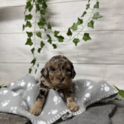Mini-Cockapoo F3 Janice (3)