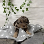 Mini-Cockapoo F3 Janice (4)
